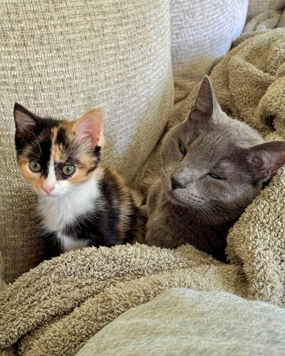Victoria Barclay's two cats sitting on a blanket
