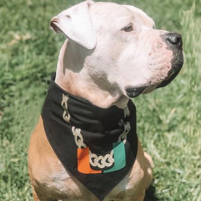 University of Miami Dog Bandana for Dogs from The Brunchin' Pup