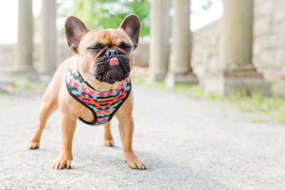 French Bulldog sticking its' tongue out