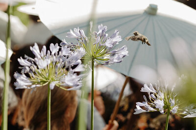 A hummingbird pollinates a floral arrangement.