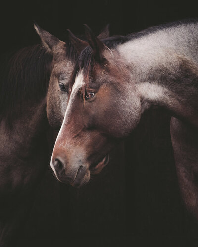 two brown horses during an equine photography session