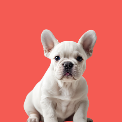 Litter Puppy 8