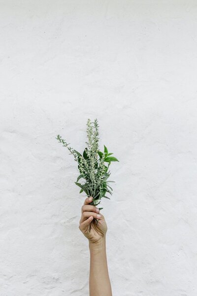 Jade_seed_wellness_herbs_3
