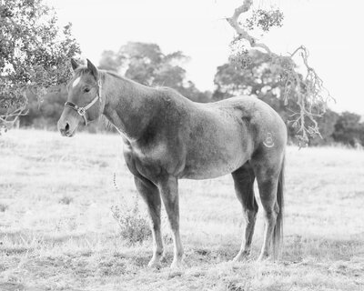 Carmel Black and white horse portrait