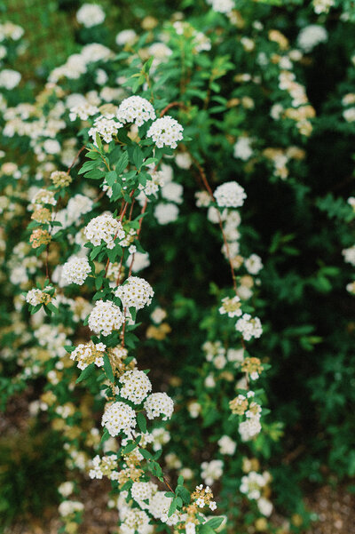 Commodore Perry Estate in Austin with candid wedding photographer Jenna Wren 