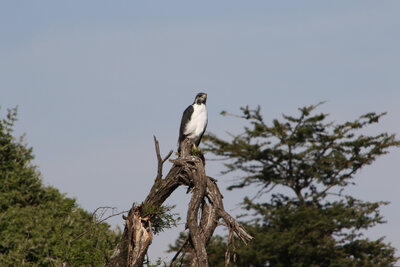 Bird of Prey sits on a branch overlooking the grasslands
