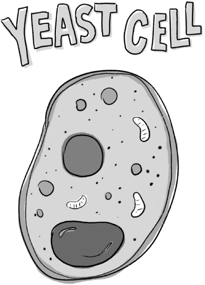 Fall2023_Heidi_cell