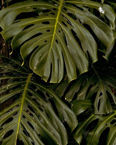 Lush monstera leaves in a tropical Kauai setting, evoking calm, natural wellness, and the environment of Love Light Wellness