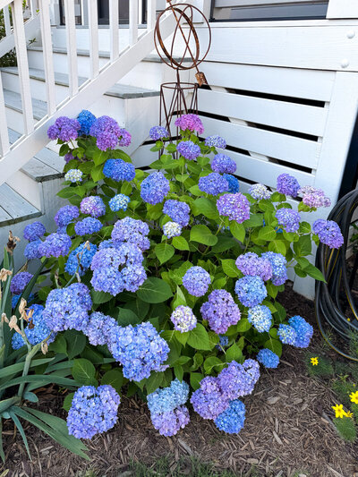 A blue hydrangea bush in a garden.