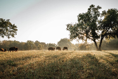 tennessee-bison-ranch 6