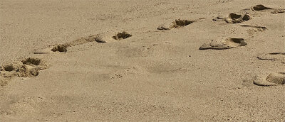 Footprints in the sand