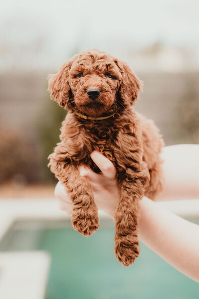 AKC Poodle Puppy-6