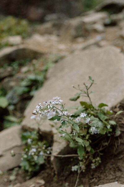 close up shot of flowers growing out of the ground at fall creek falls elopement