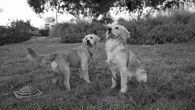 Miniature Golden Retrievers at Little Retriever Ranch Playing in Southern California