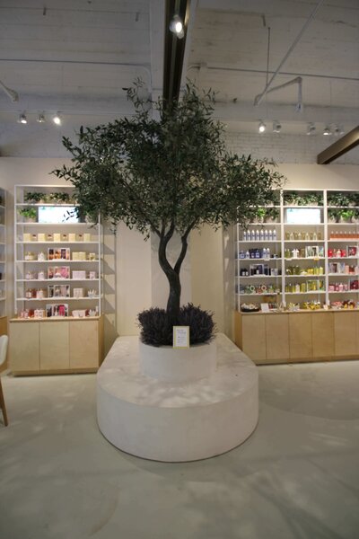 Concrete planter with Olive tree in L'Occtane flagship 5th Ave store in New York.