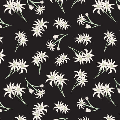 flannel-flower