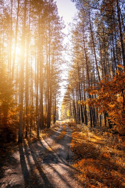 Psychedelic coaching for women ready to heal, grow, and reconnect. Get support, guidance, and custom journeys rooted in feminine wisdom and care.