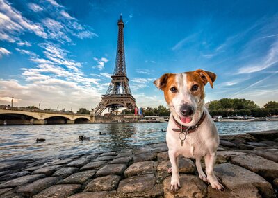 Jack Russell Terrier in front of Eiffel Tower during international pet photography adventure.