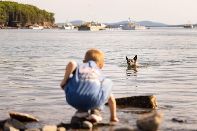 dog in the ocean