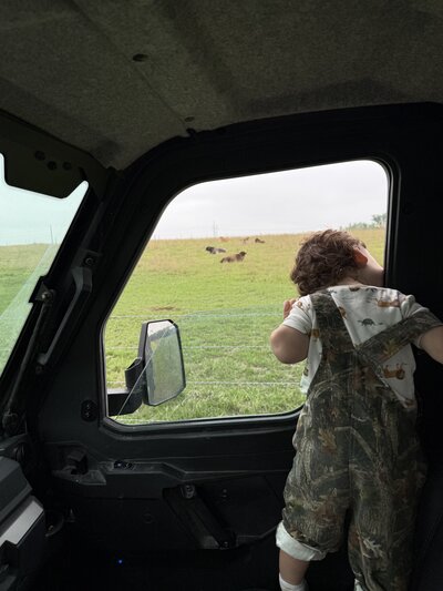 child leaning out of an old farm truck watching cows in the Kansas pasture


