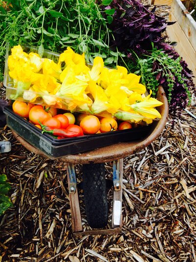 A rustic wheelbarrow filled with freshly picked tomatoes and yellow squash blossoms, nestled in a garden with mulched ground.