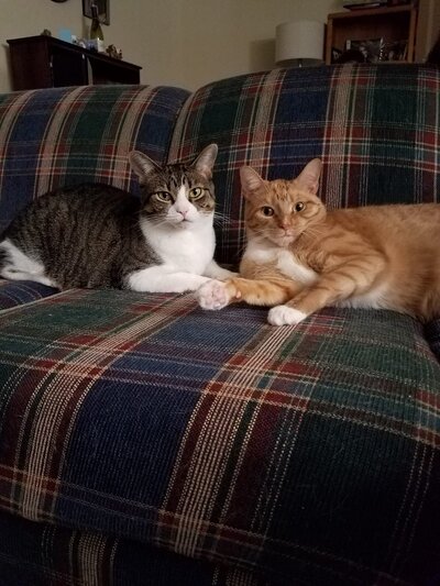 Two cats on a couch