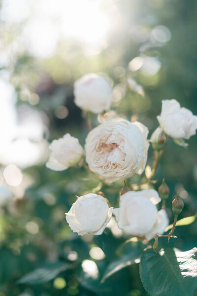 iris graciela Photography utah photographer