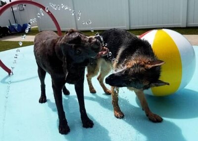 Two big dogs playing in water park dog daycare inn Charlotte NC.