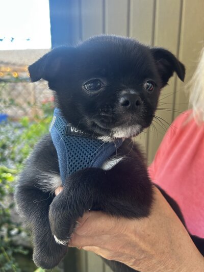 Pepper (1)