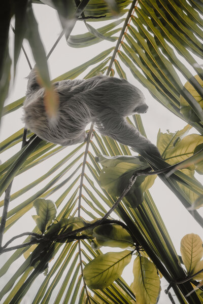 A sloth in the Costa Rican jungle