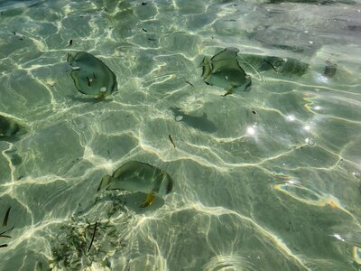 La Digue-Seychelles-Fish-Passports and Palms-travel
