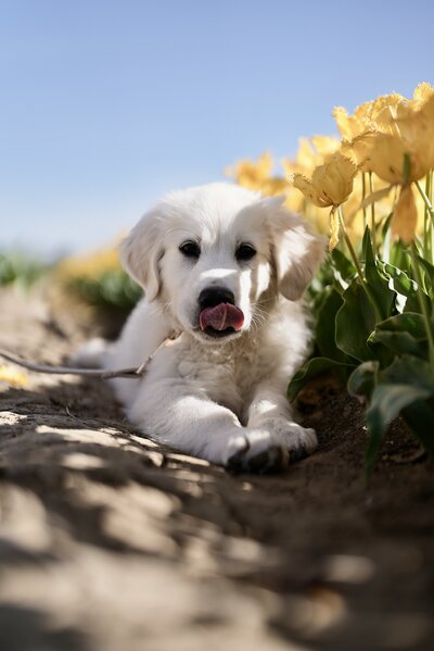 MomentDay-Joy-GoldenRetriever5