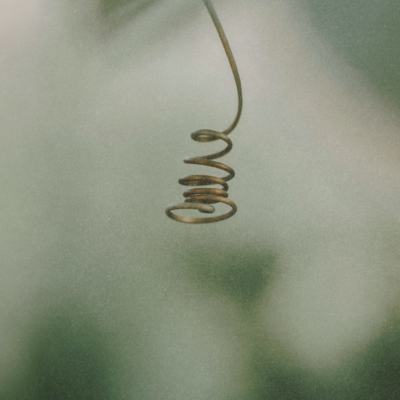 a plant spiral in nature