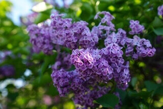 Pocahontas syringa x hyacinthiflora blue lilac violet heirloom lilac at North Country Lilacs nursery in Canton, New York