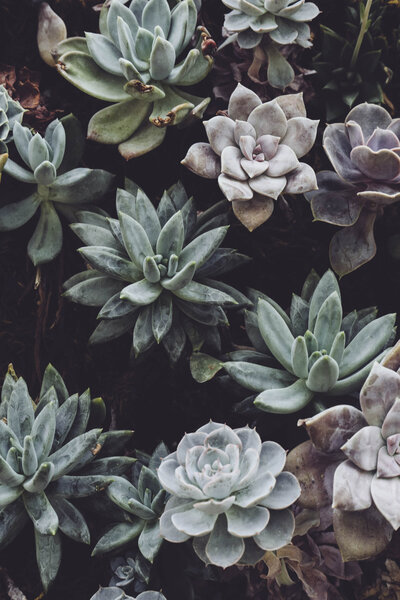 Succulents