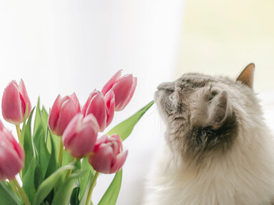 Ragdoll cat smelling pink tulips in vase.