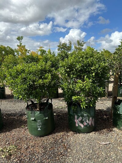 NAGAMI CUMQUAT TREE Citrus madurensis