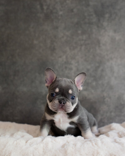 Available  Blue Frenchie