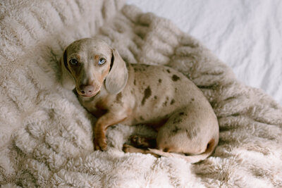 Jessica's adorable dog Olive, in her boudoir studio in Charlotte, NC