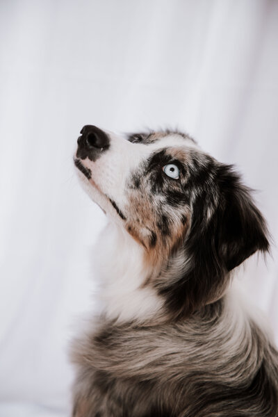 dog posing for a pet portrait in Idaho Falls studio