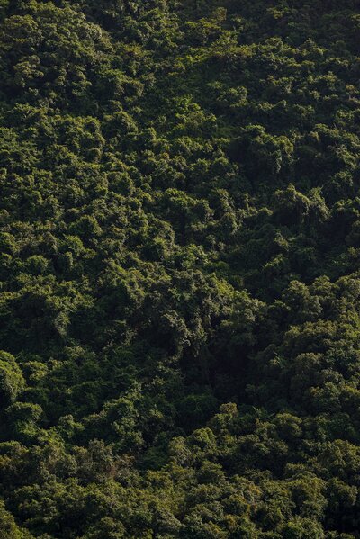 Green foliage texture