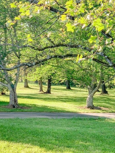 light going through the trees during spring