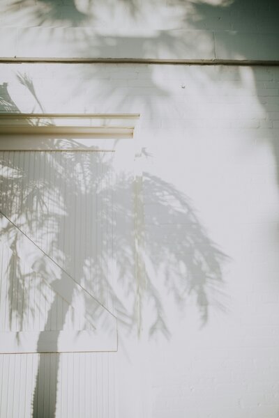 Palm tree shadows against white building