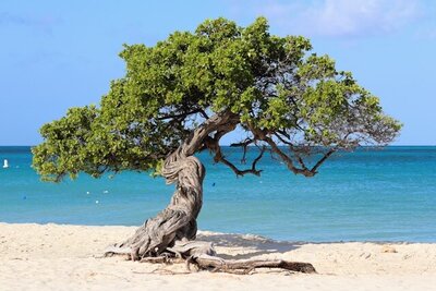 The iconic Fofoti Tree on Eagle Beach in Aruba, with its twisted trunk and windswept green canopy, standing gracefully against the turquoise Caribbean Sea — a breathtaking highlight for travelers.