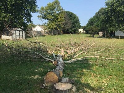 we remove hazardous trees in the mooresville, nc area