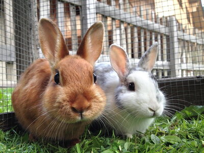 A rabbit resting peacefully, representing Nature's Way Pet Aquamation's compassionate care for rabbits and other small animals with eco-friendly cremation services.