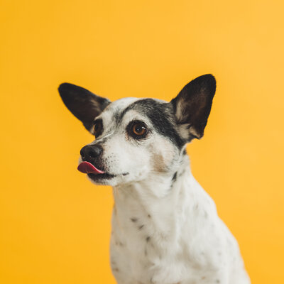 Luxury pet portrait of two dogs — refined Marin County photography session
