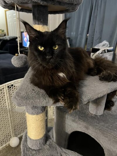 Large mature black and brown male maine coon lounging at home