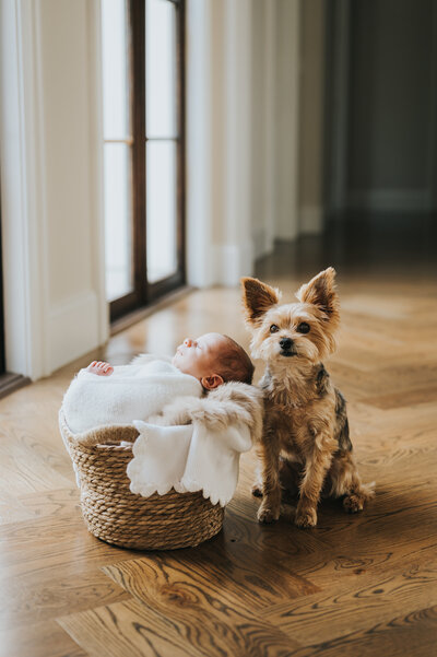Yorkshire terrier sits next to basket holding newborn baby boy in white blanket during in-home photography session