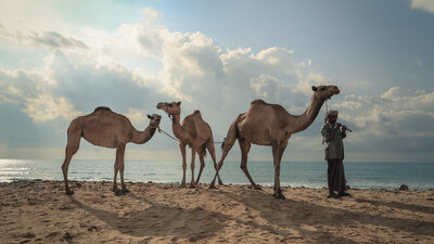 Camels-Yemen